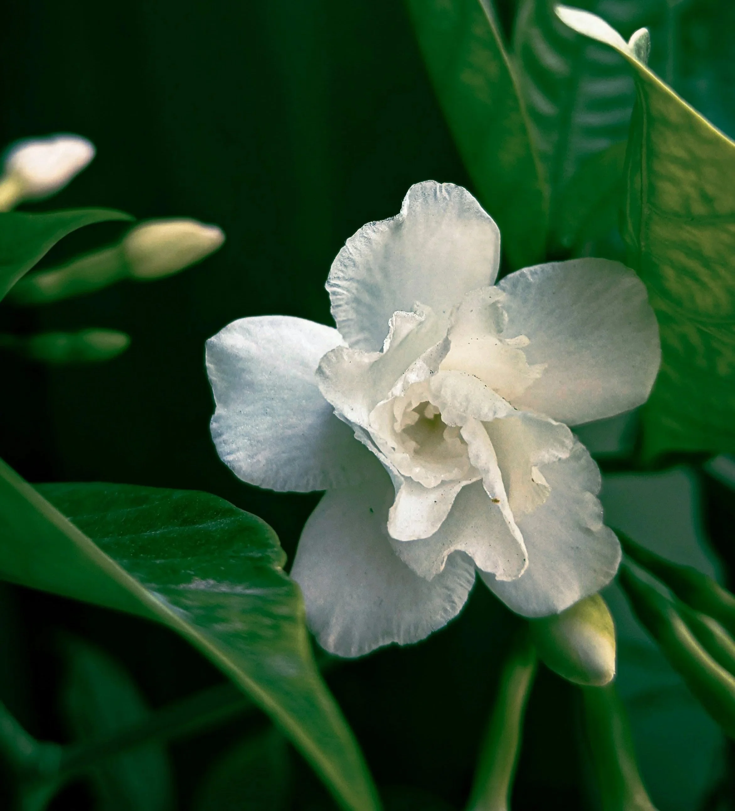 Mindfulness in flowers