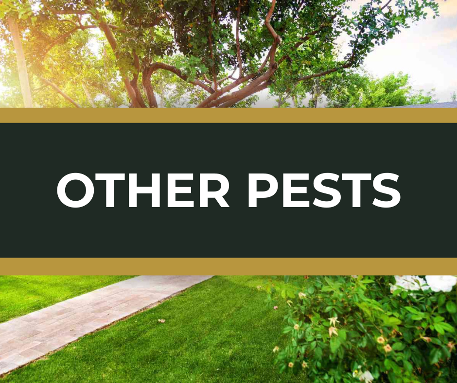 Pest control Edmond OKC Yukon Mustang