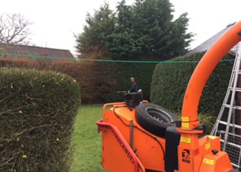 Worker operating orange tree pruning equipment in a backyard with green lawn, neatly trimmed bushes, and a tall hedge. Ladder leaning against the right side of the image.
