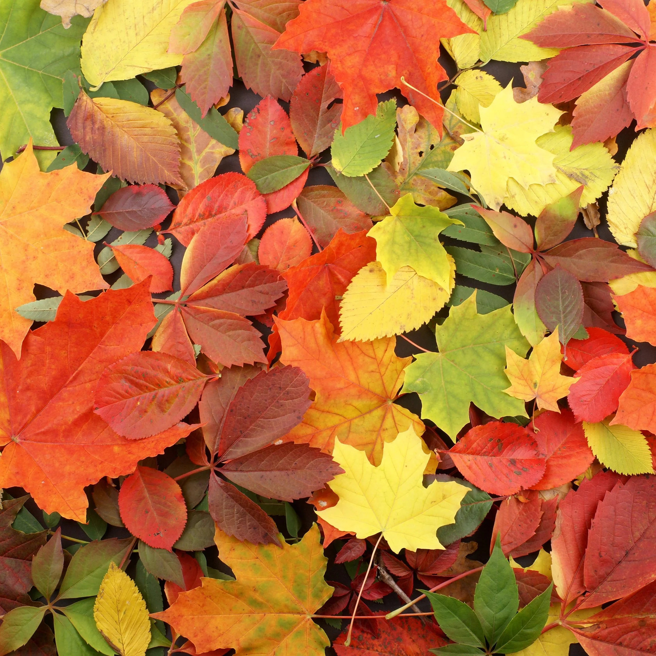 A collection of colorful autumn leaves in various shades of red, yellow, green, and orange.