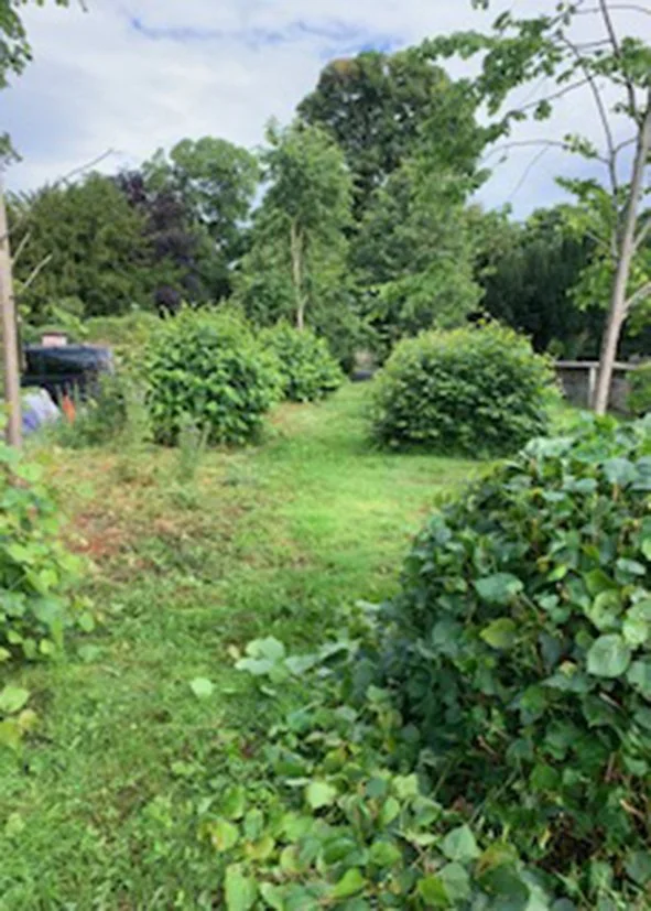 A lush green backyard with bushes, trees, and grass, under a partly cloudy sky.