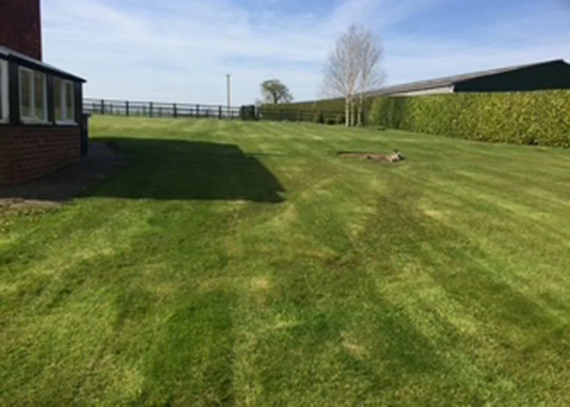 A backyard with freshly mowed grass, a hedge on the right, a small white tree, and a building partially visible on the left. The sky is partly cloudy.
