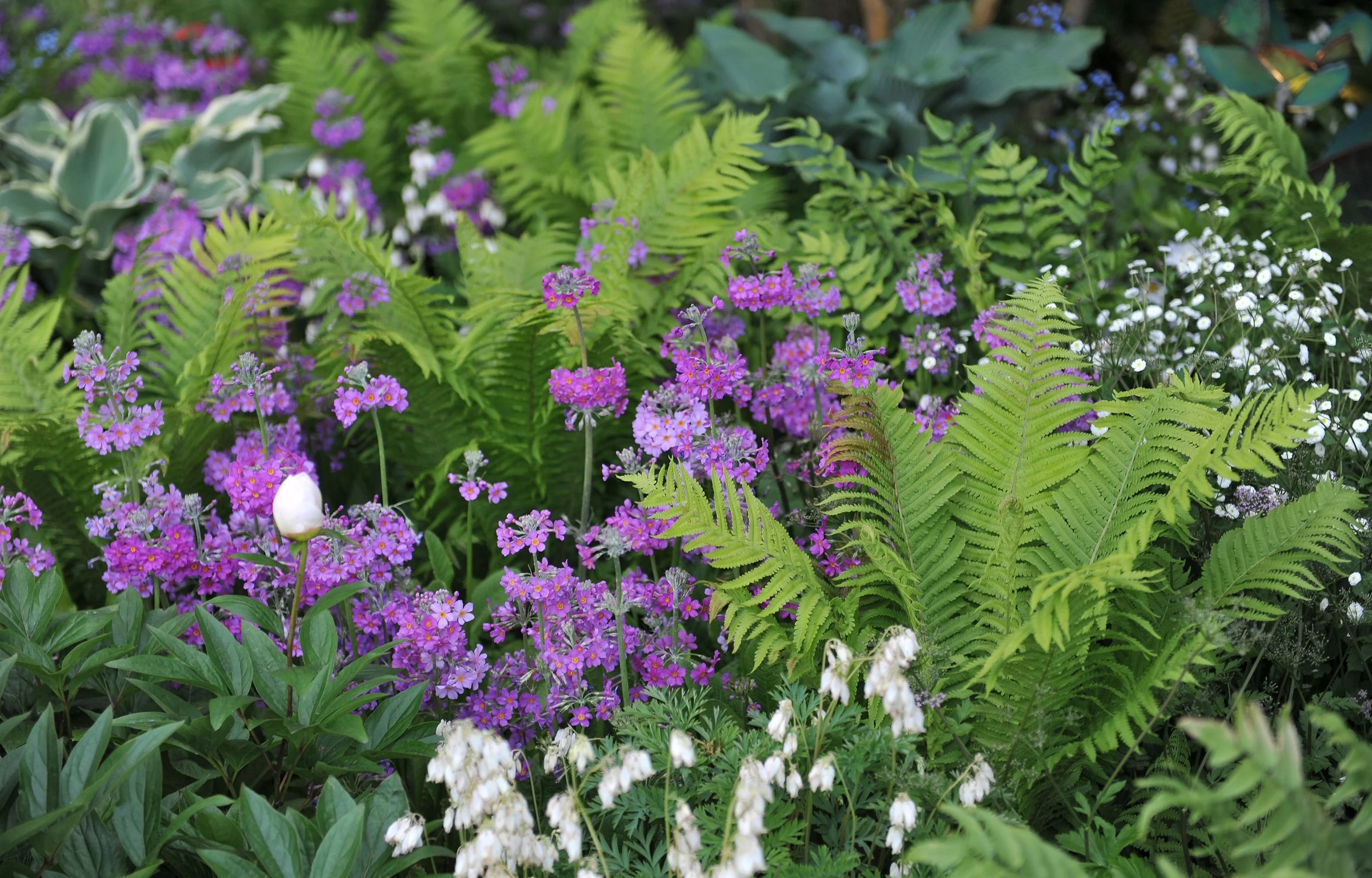 A lush garden with various green ferns and purple, white, and pink flowers.