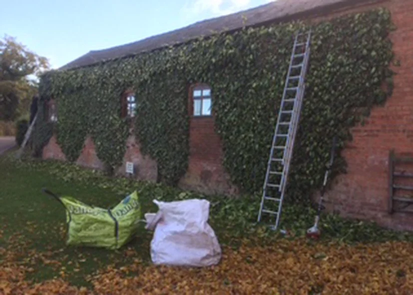 A brick building with ivy growing on its wall, a ladder leaning against it, and garden debris including a green compost bin and a white sack on the ground.