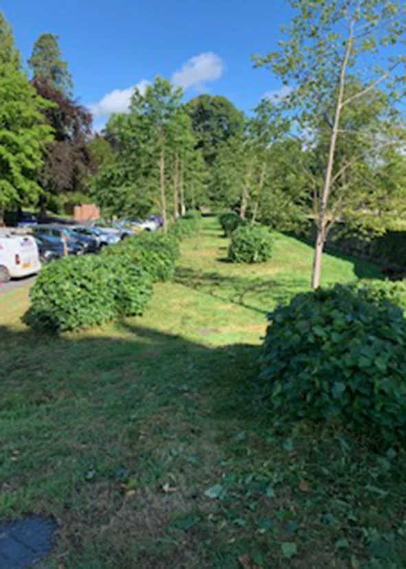 A neatly maintained green grassy area with small bushes and tall trees, next to a parking lot filled with cars, under a clear blue sky.