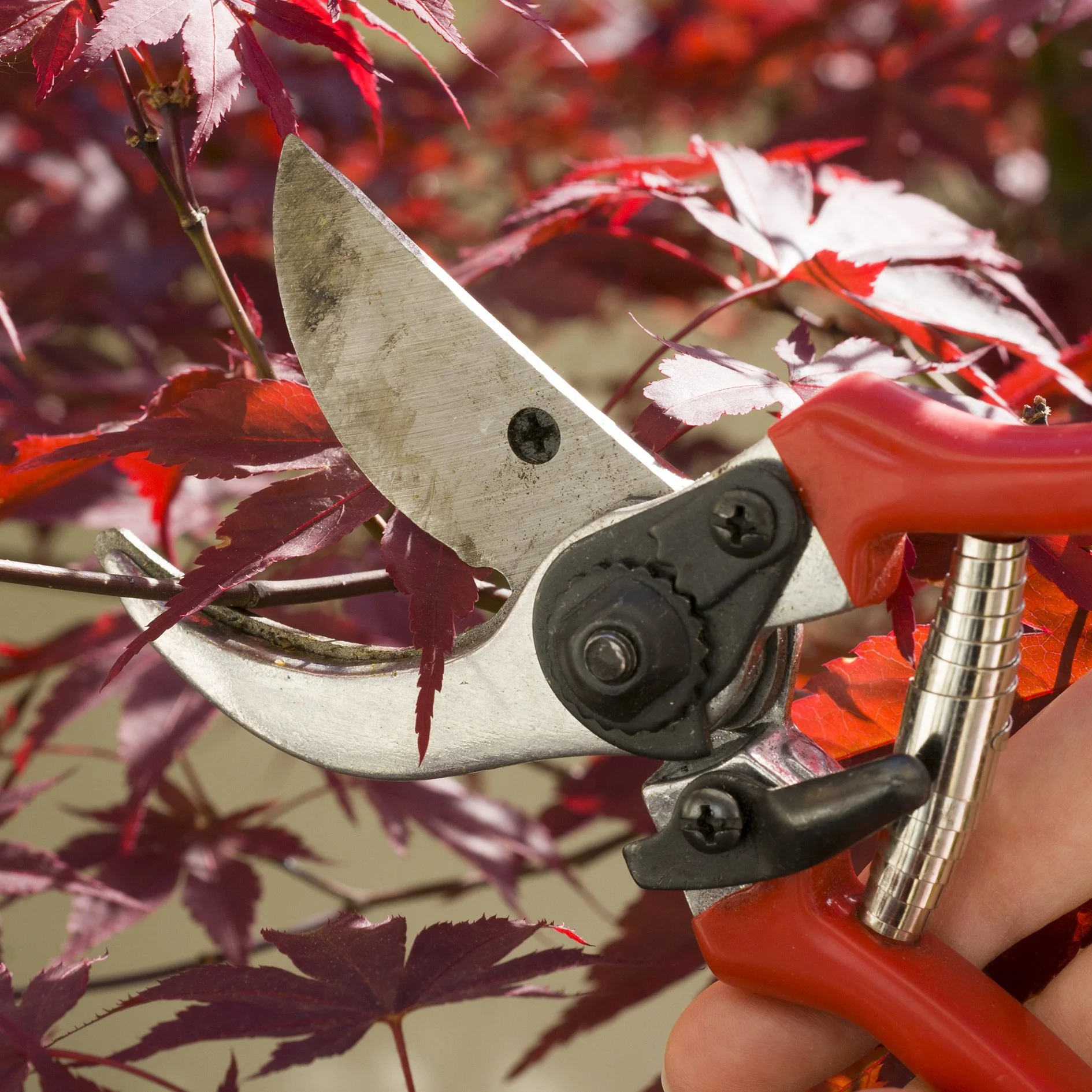 Close-up of pruning shears cutting red maple leaves.