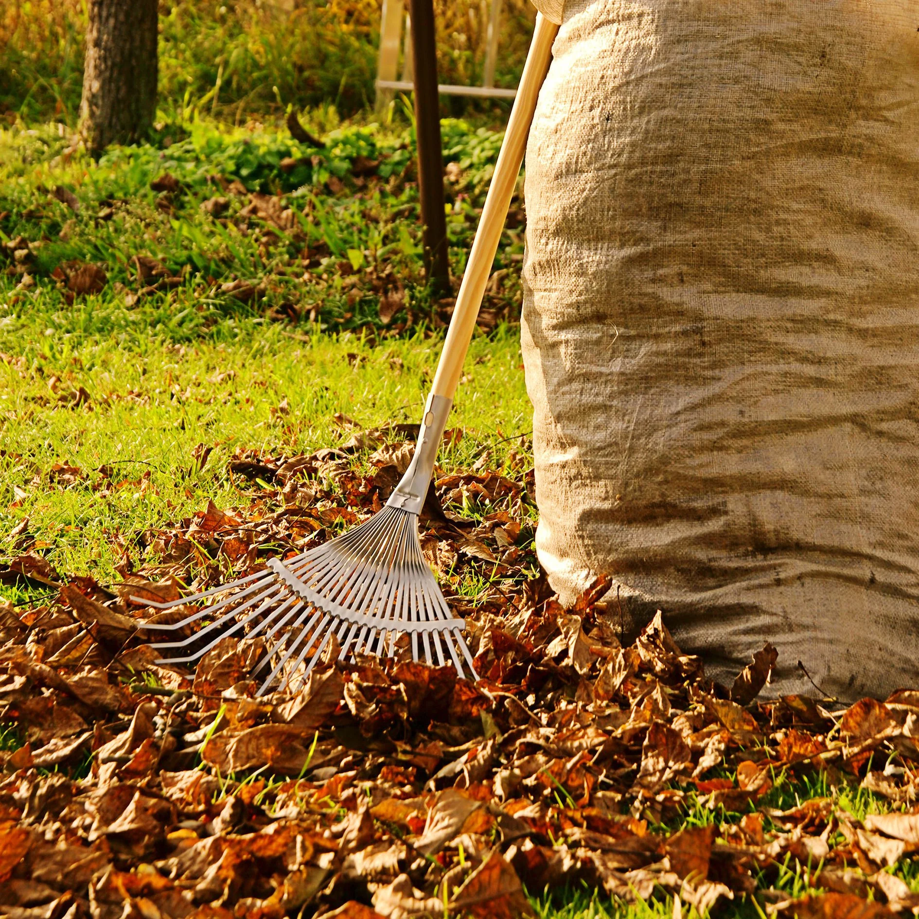 A person raking fallen leaves in a yard, wearing beige pants, with a rake and a garden tool in the background.