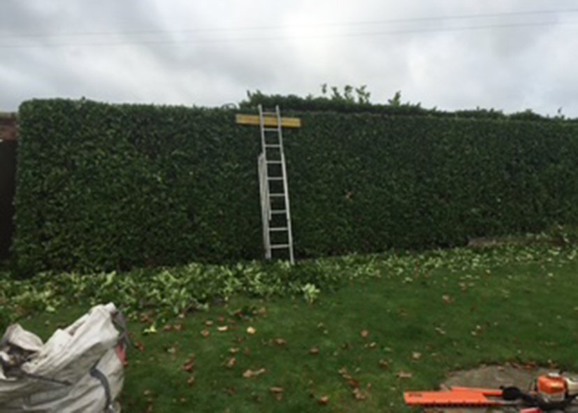 Ladder leaning against a tall hedge with a yellow board at the top, set outdoors in a yard with green grass and some fallen leaves, overcast sky