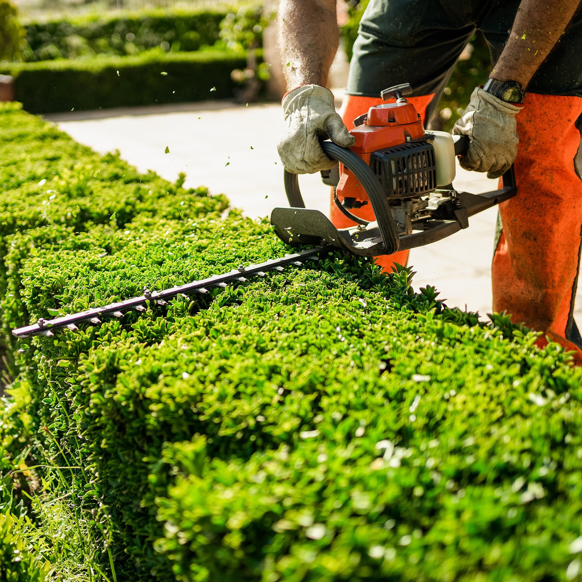 Person trimming a hedge with a hedge trimmer outdoors on a sunny day.