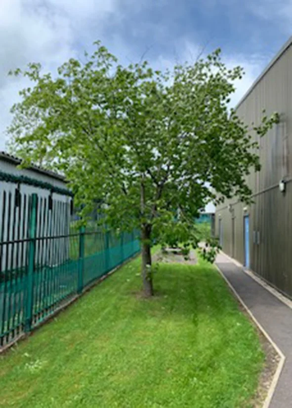 A small green tree with dense foliage growing in a grassy area between a black metal fence on the left and a brown building on the right, under a partly cloudy blue sky.