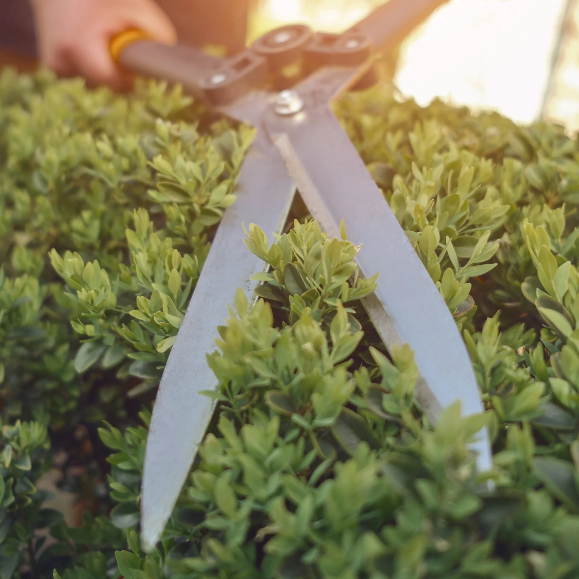 A pair of garden pruners with silver blades and a yellow handle cutting through dense green shrubbery.
