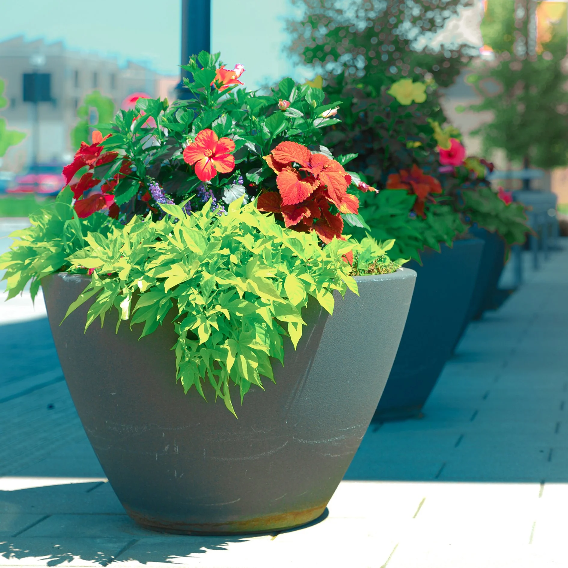 Potted flower arrangement with red, orange, purple, and green plants on a wooden surface outdoors.