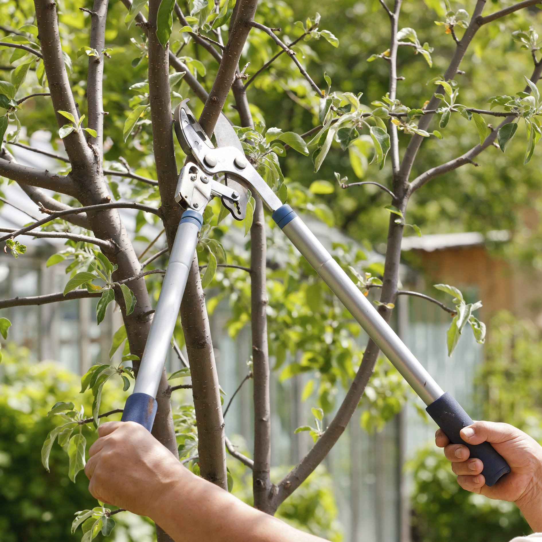 Person pruning a tree with hedge shears in a backyard garden.