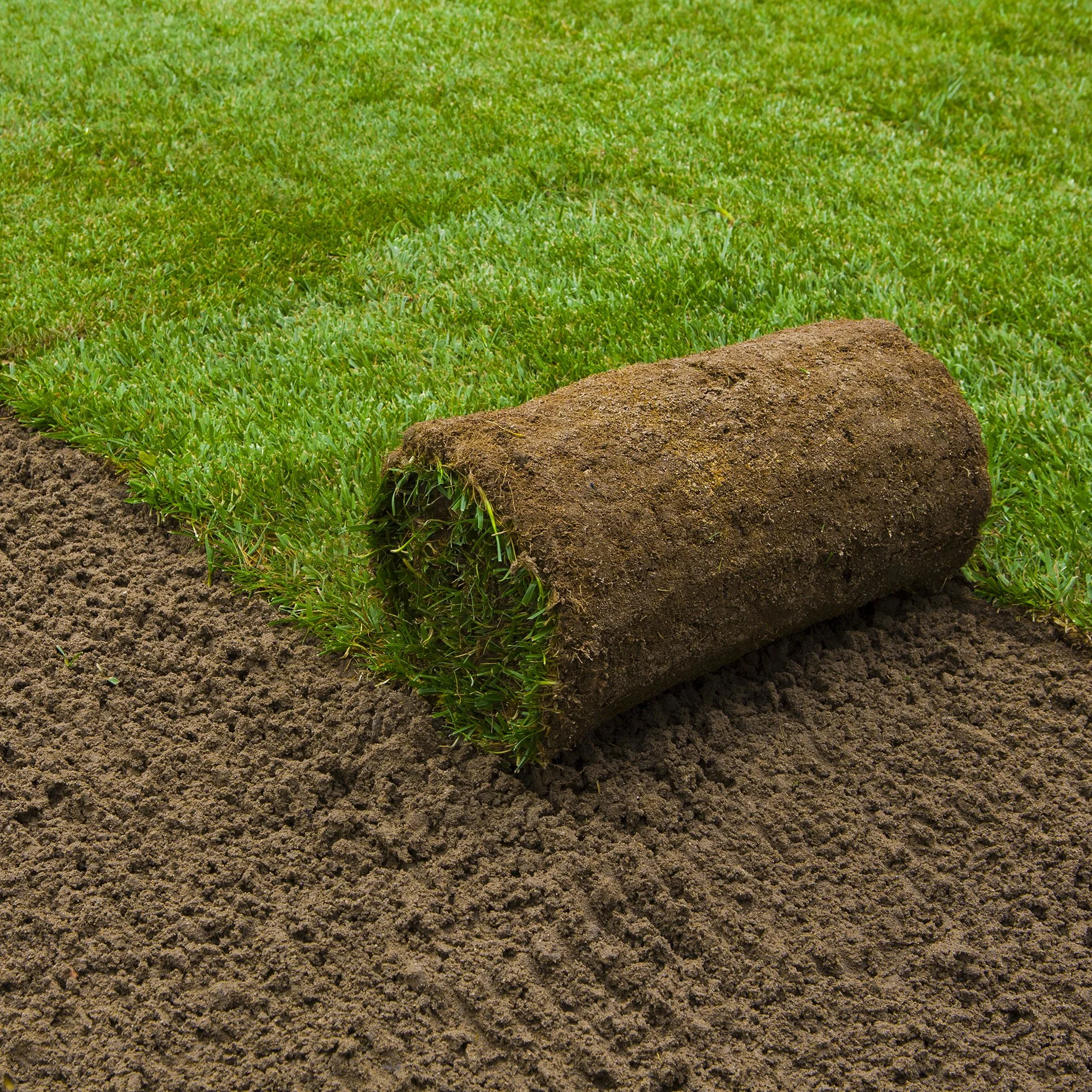 A rolled-up section of sod with grass on top and soil underneath, partially unrolled on a patch of dirt.