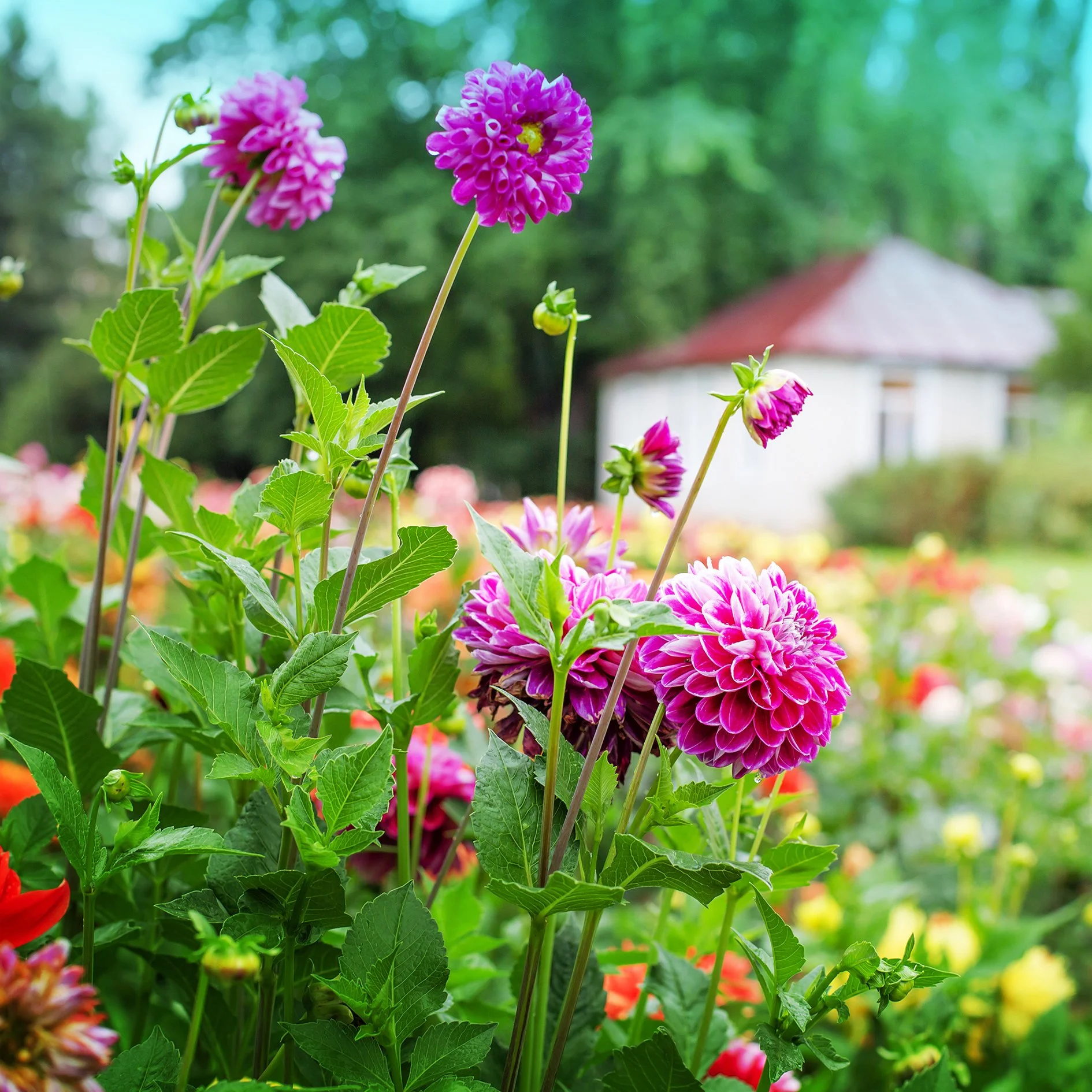 Pink and purple dahlias in a garden with a white house and green trees in the background.