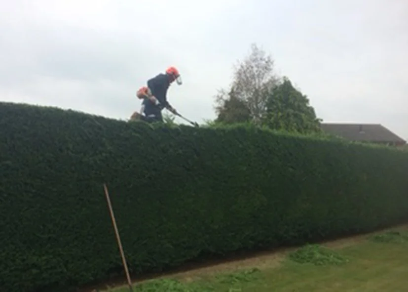 Two workers trimming a tall hedge with power tools while standing on the hedge.