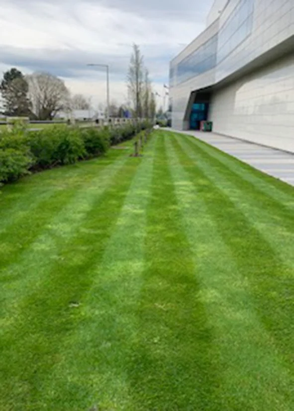 A neatly mowed green lawn with striped grass pattern runs alongside a modern building with a gray exterior. In the background, there are trees, a sidewalk, and parking lot with moving cars under a cloudy sky.