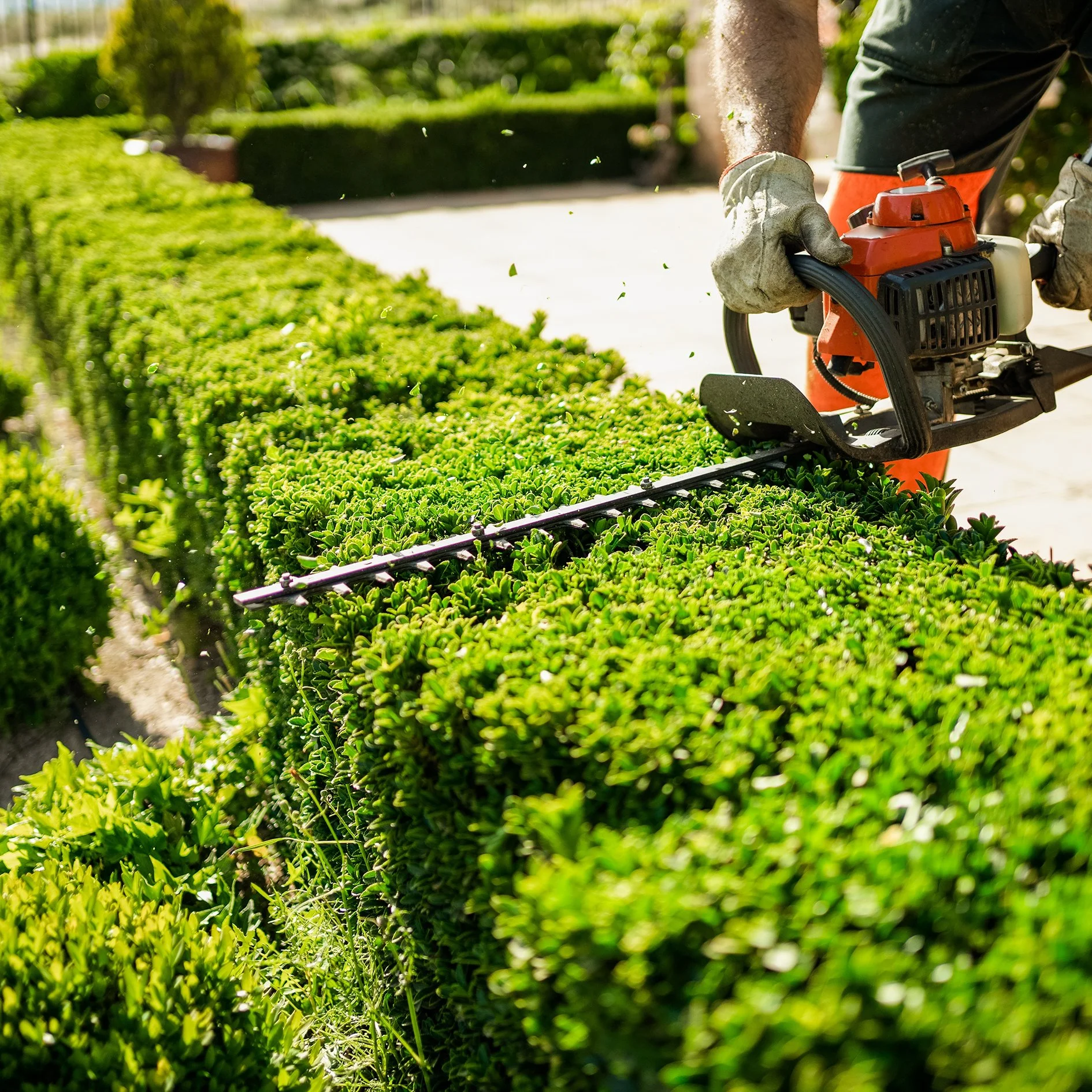 A person trimming green hedges with a hedge trimmer in a well-maintained garden on a sunny day.