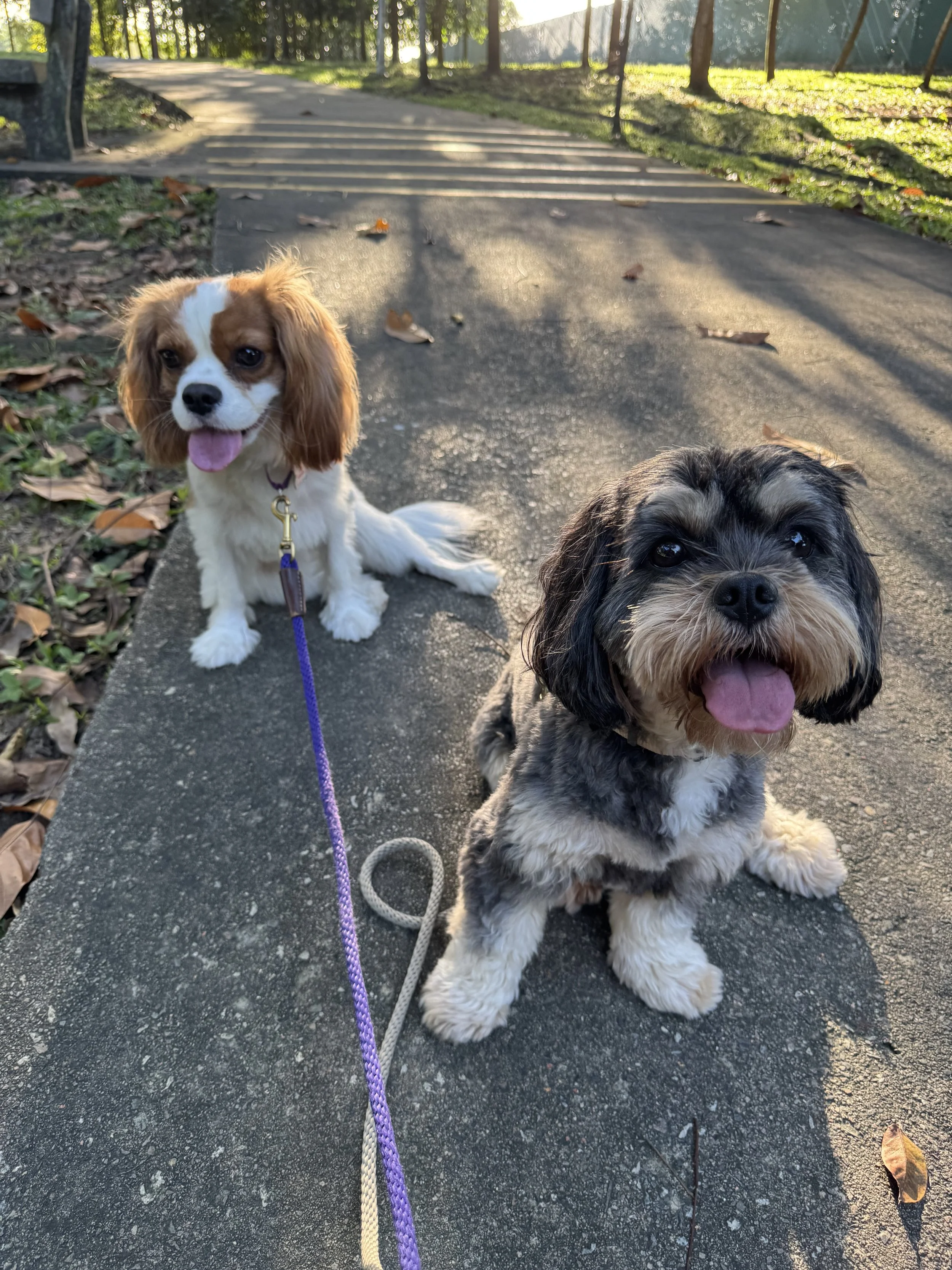 Two puppies sitting on a paved path in a park with trees and fallen leaves, one with a brown and white coat and the other with a black and tan coat, both with their mouths open and tongues out in the sunlight.