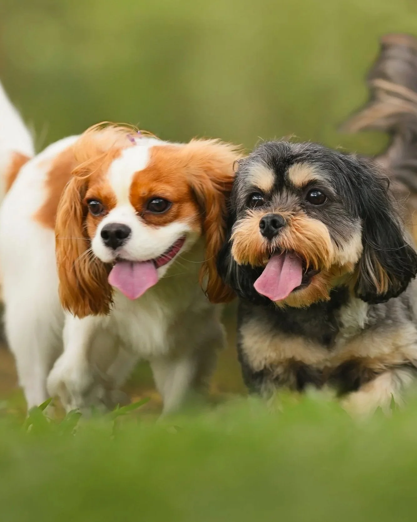 Two dogs, a Cavalier King Charles Spaniel and a smaller mixed breed, playing outdoors with tongues out and happy expressions.