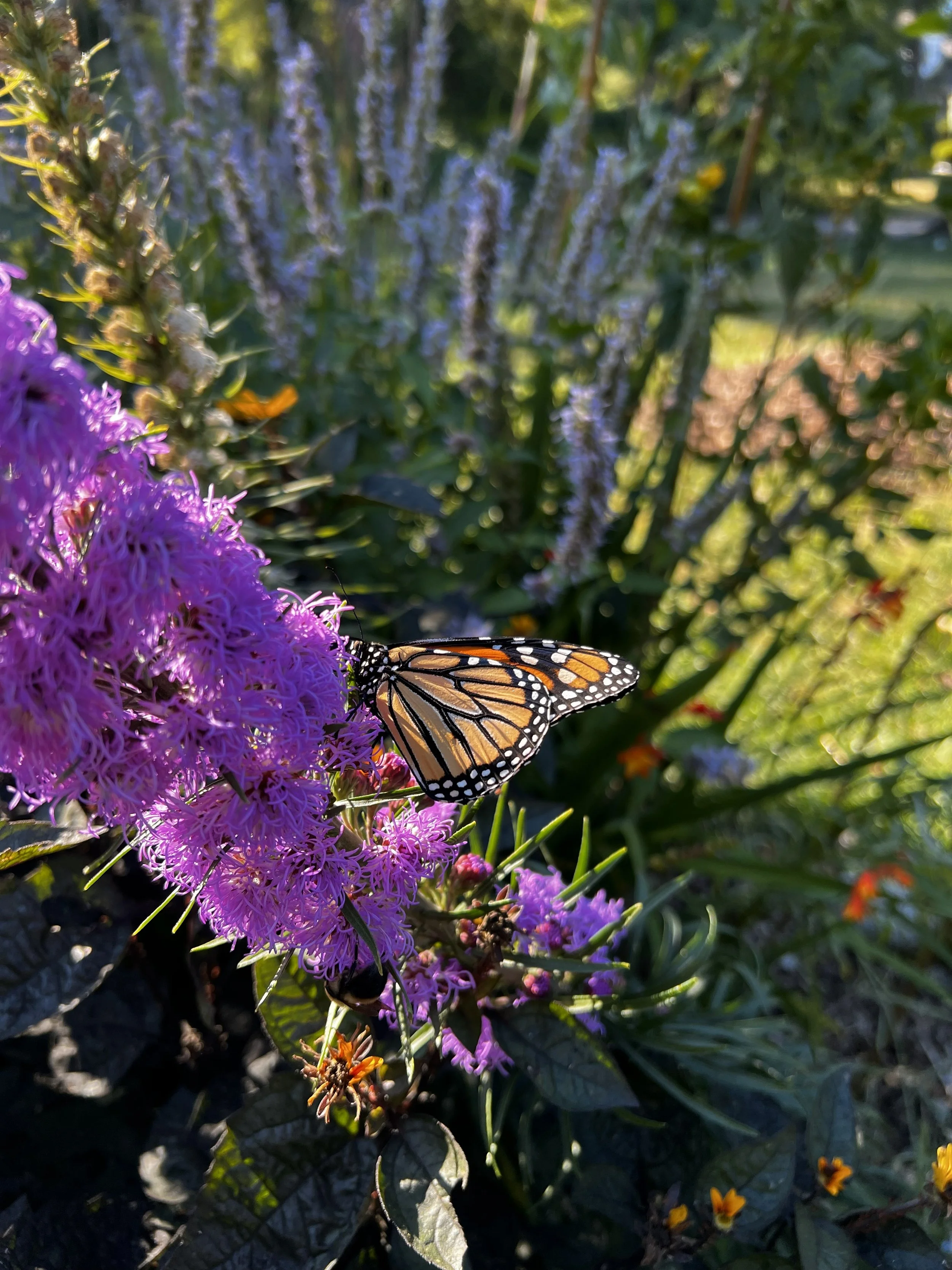 Close-up of a monarch butterfly on purple flowers in a garden with green foliage in the background.