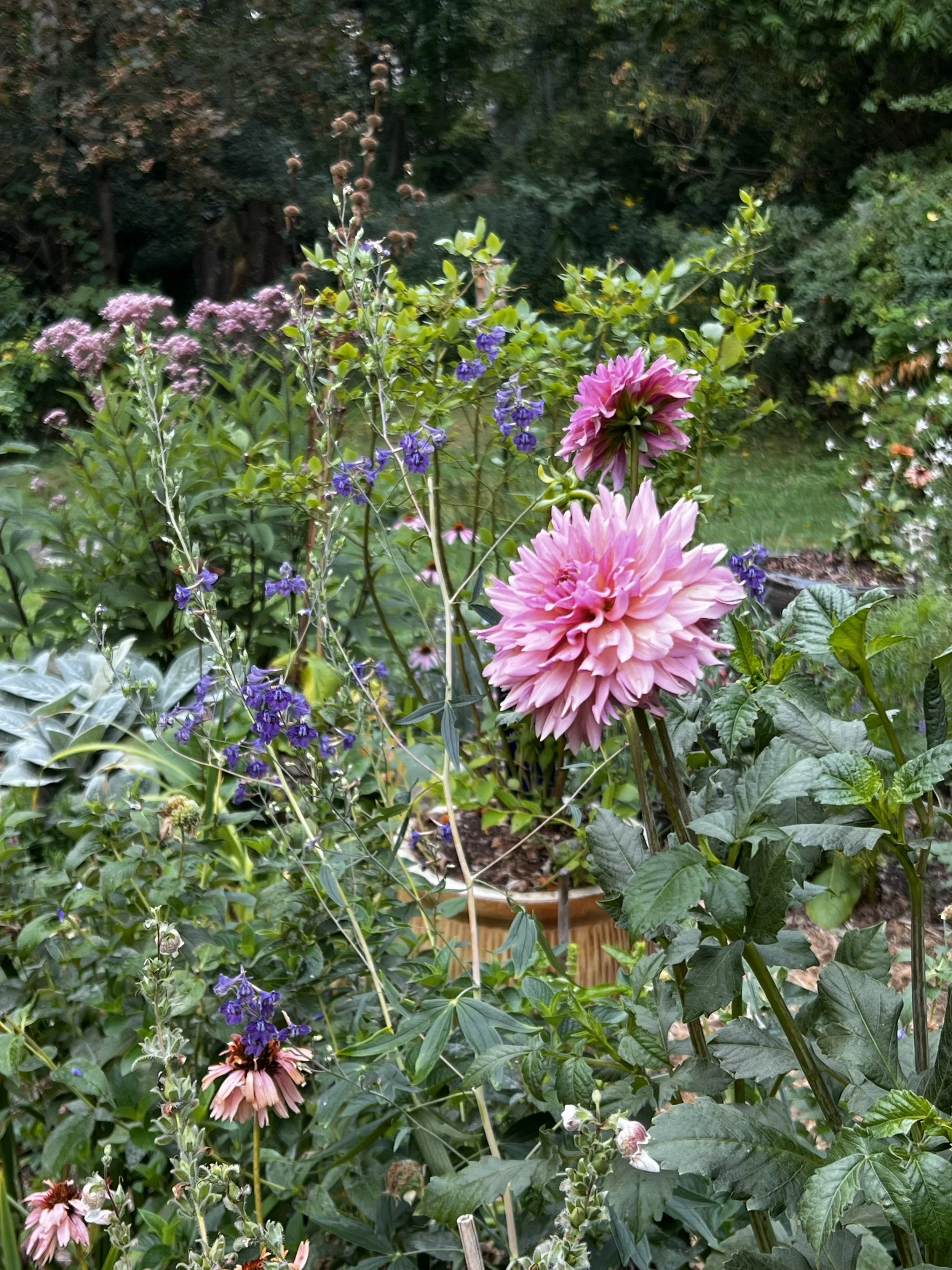 Colorful garden with pink dahlias, purple delphiniums, and various green plants in a backyard.