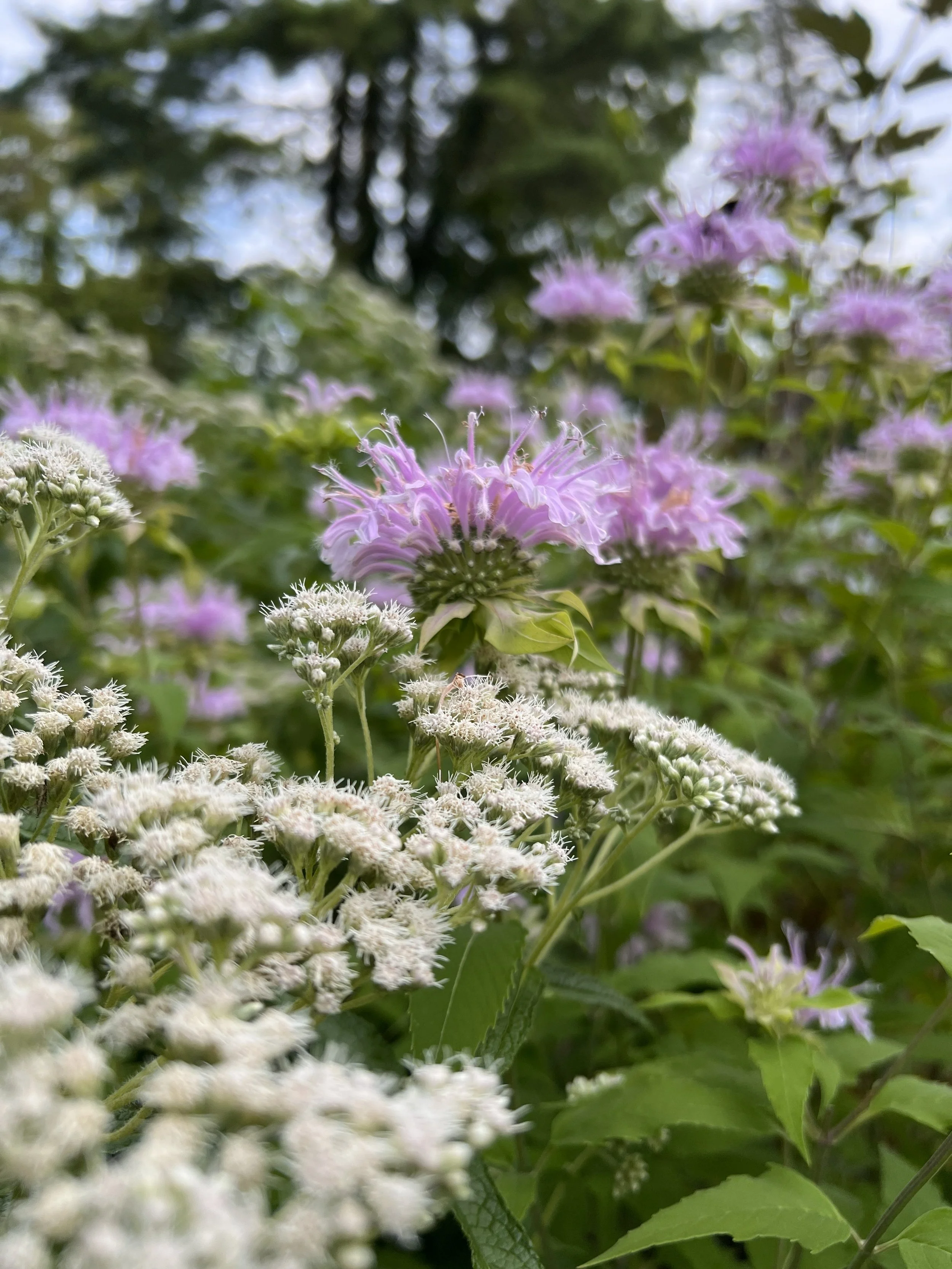 Close-up of purple and white wildflowers in a garden with green leaves and trees in the background.