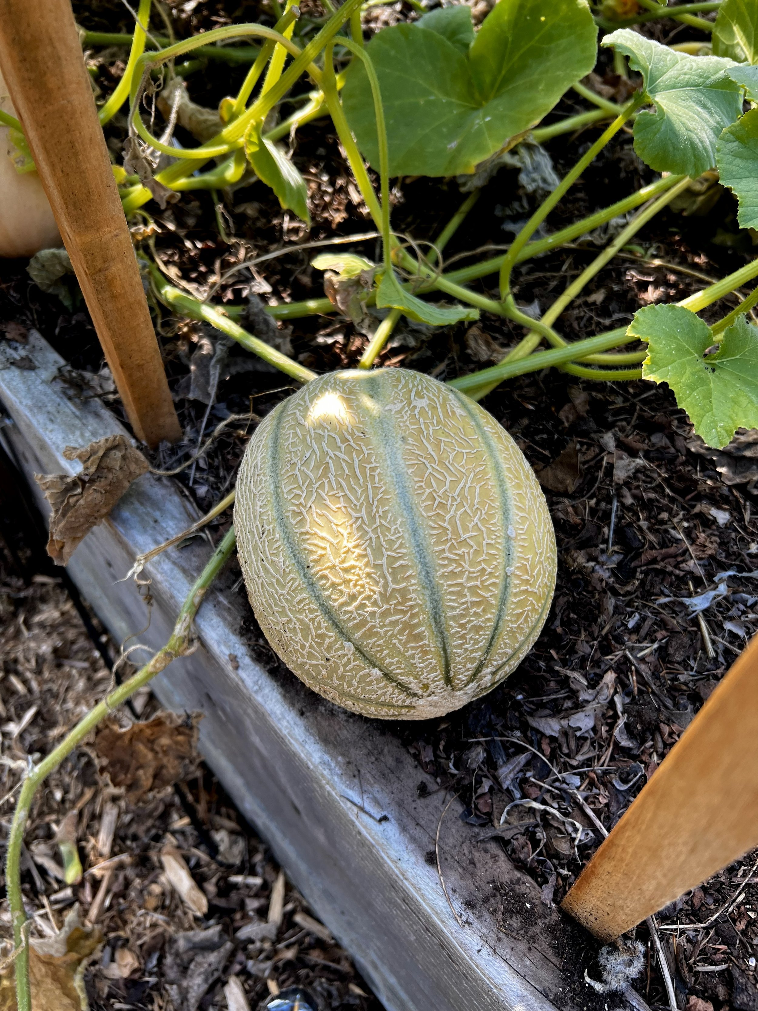 A cantaloupe melon growing in a garden bed with green leaves, surrounded by soil, wooden border, and plant stems.
