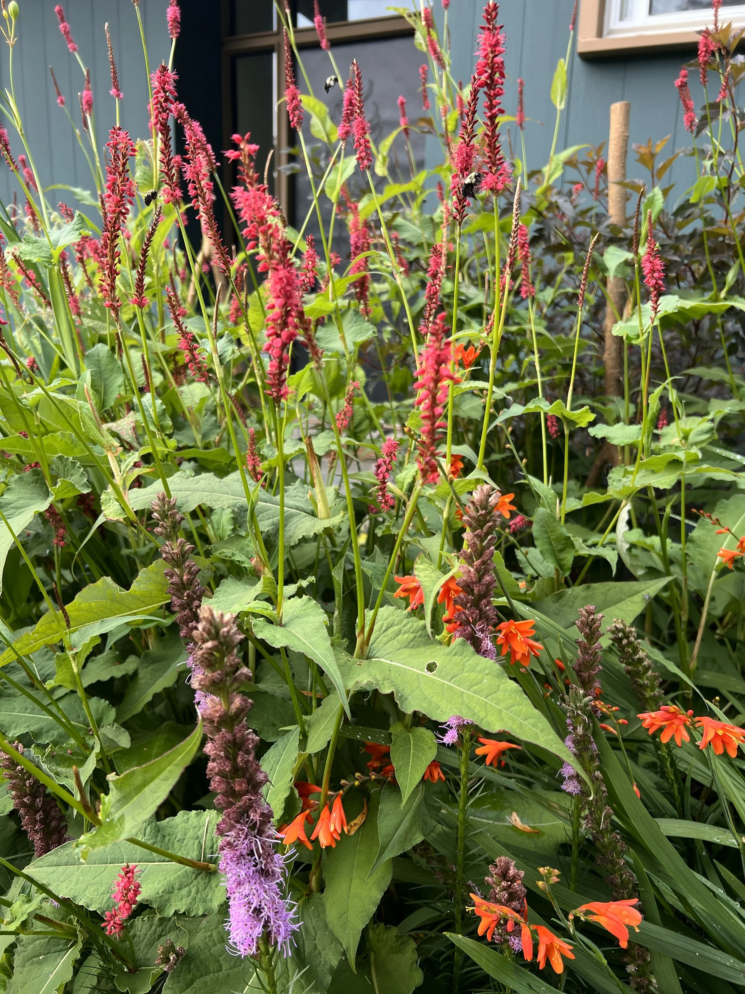 A lush garden bed with tall pink, purple, and orange flowers, surrounded by green leaves and plants.