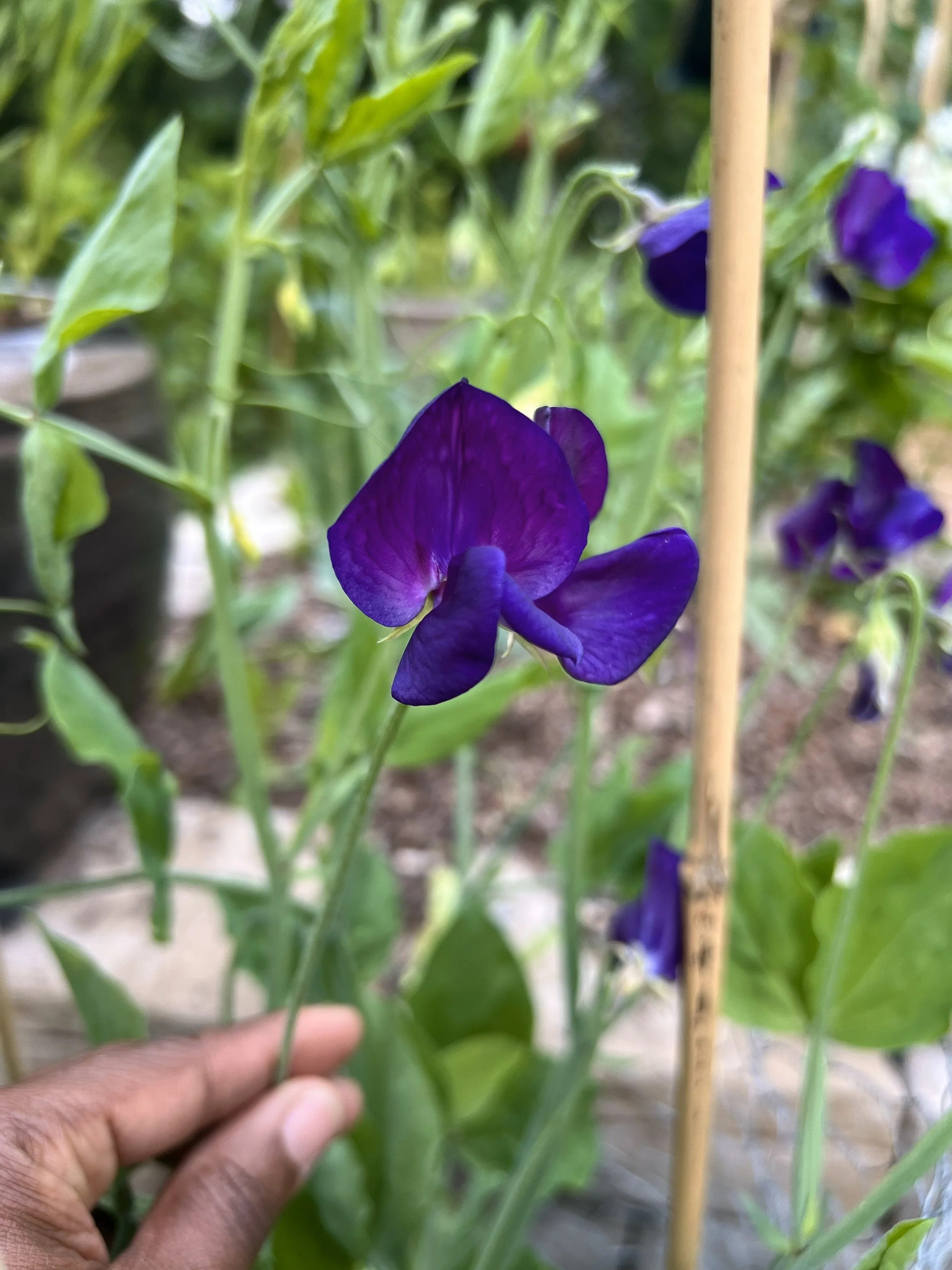 Close-up of a deep purple flower, likely a sweet pea, in a garden with green leaves and a bamboo stick for support.