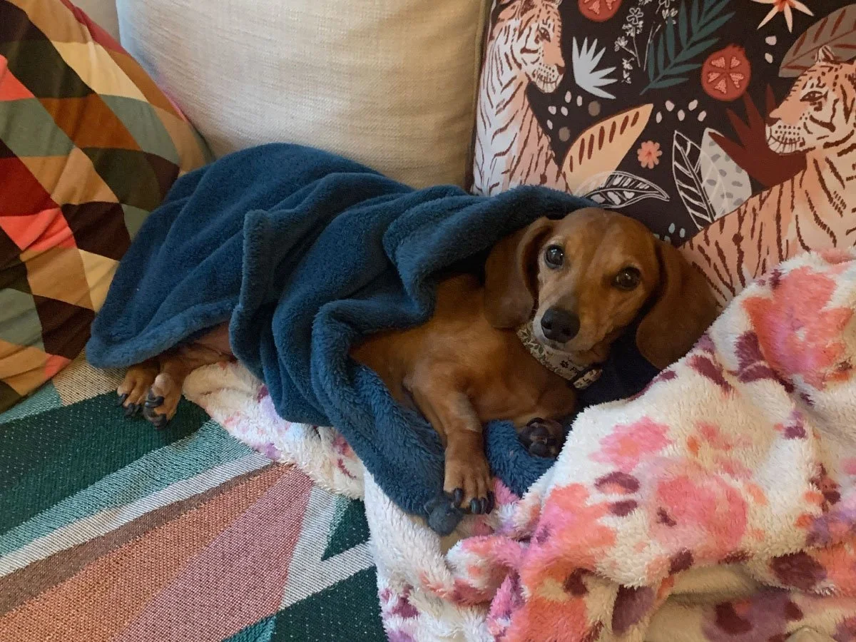 A small brown dachshund dog lying on a multicolored sofa, partially covered with a blue blanket, resting on a pink and orange floral patterned towel, with decorative pillows behind it featuring animal prints and geometric designs.