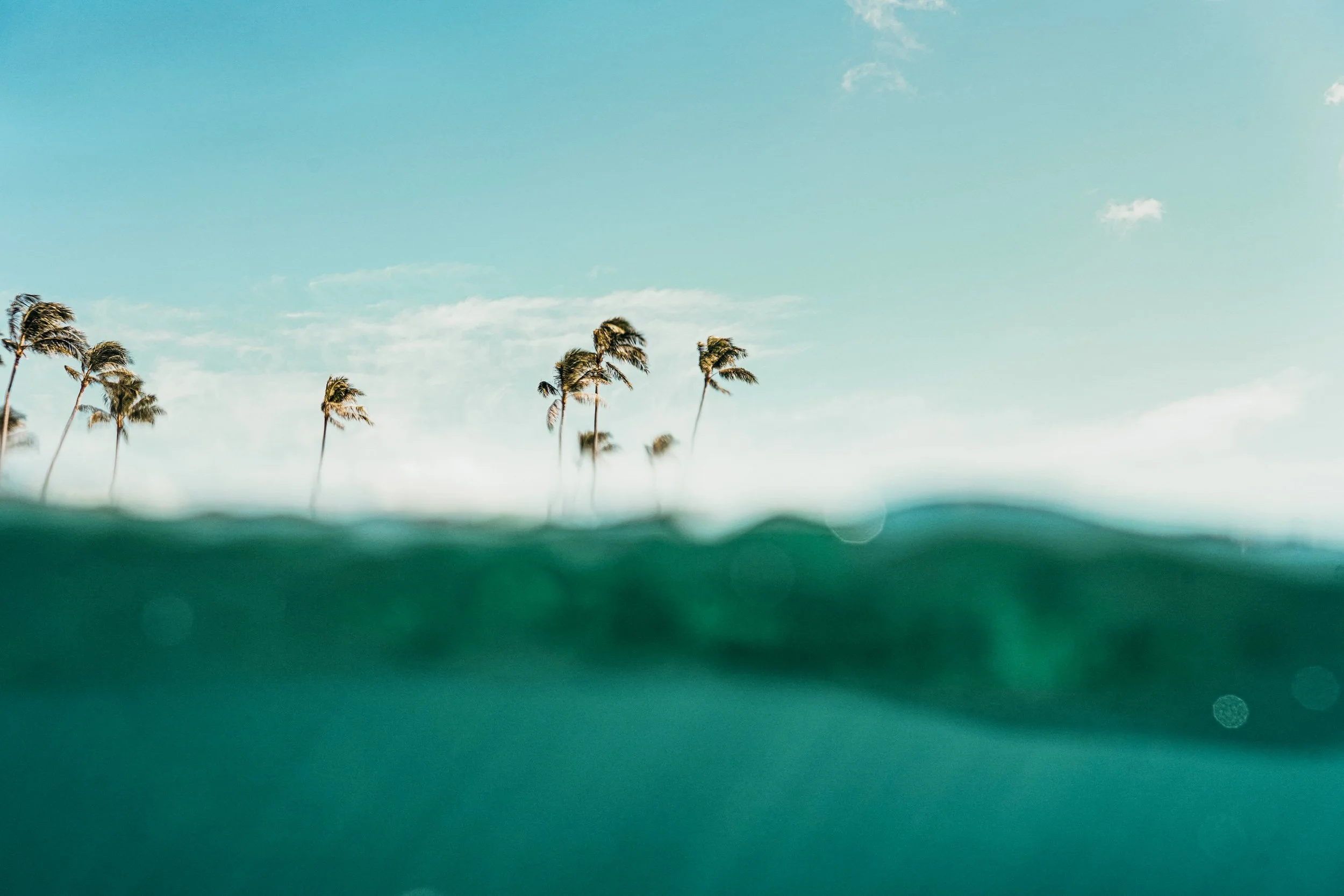 Palm trees reflected in calm water, symbolizing balance, connection, and restoration through nature.