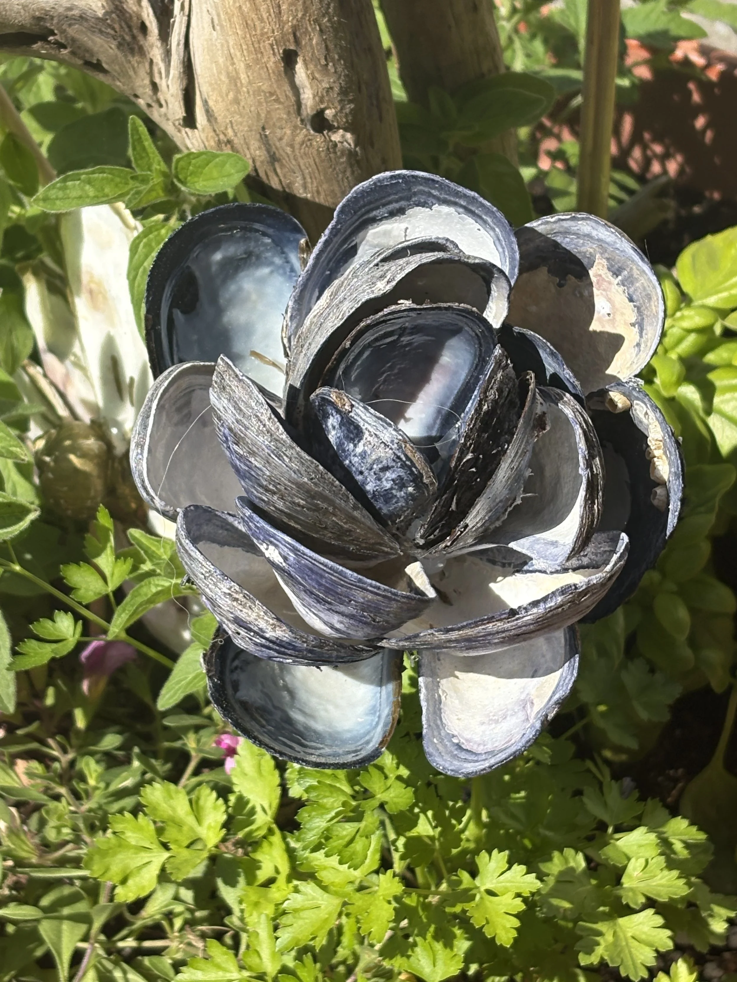 Seashell Blossom