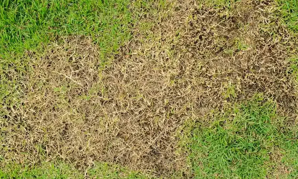 A patch of grass with some grass that appears to be dead or dying, surrounded by healthier green grass.