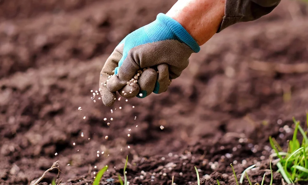 A person's hand in a work glove scattering seeds into soil during planting.