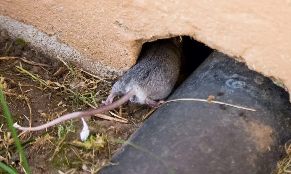 A mouse entering a hole in the ground next to a brick wall and a plastic pipe.