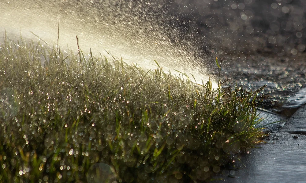 Close-up view of grass being watered with a spray of water, with sunlight reflecting off droplets.
