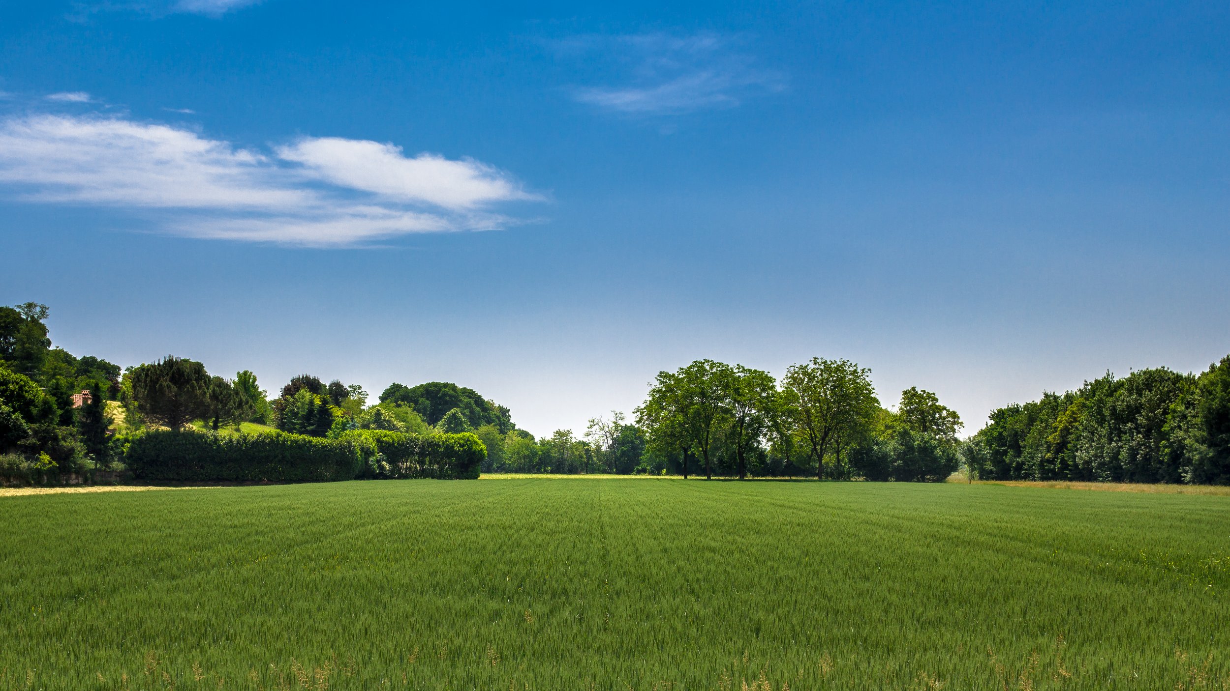 A lush green field under a bright blue sky with a few white clouds and trees in the background.