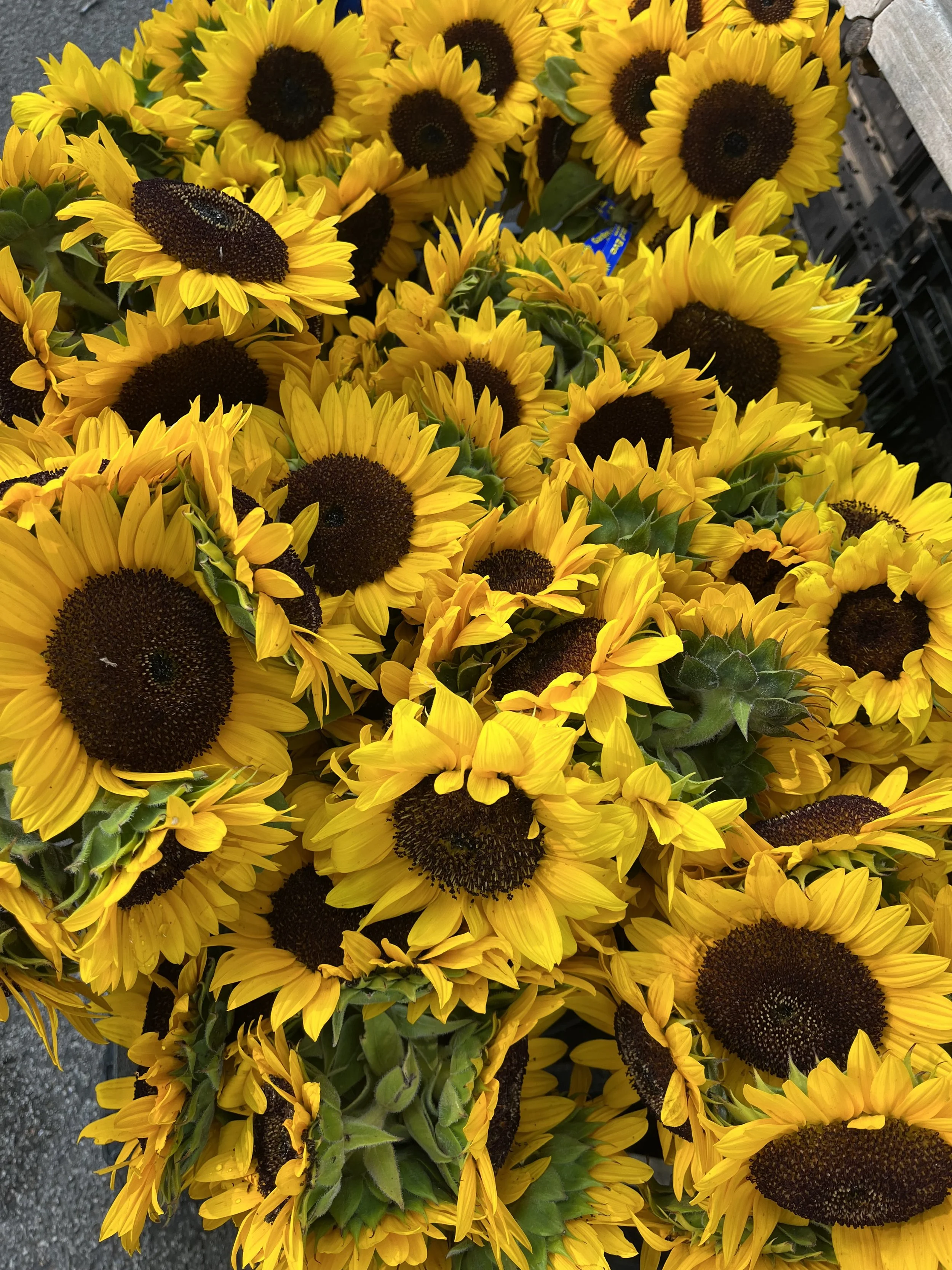 A close-up of a large bundle of sunflowers.