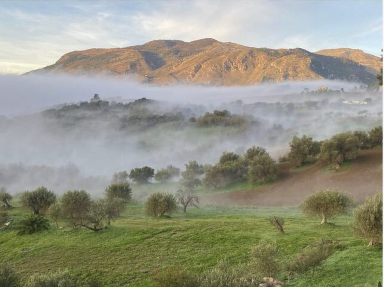 A misty morning