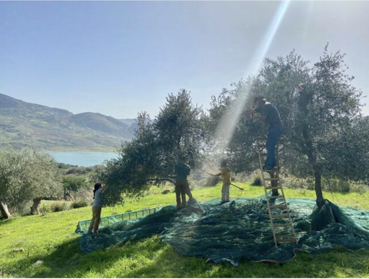 Harvesting olives