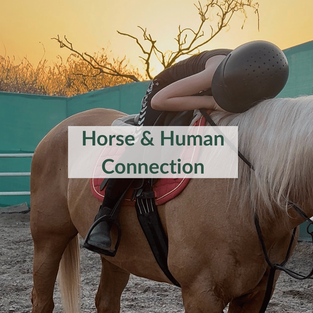Homeschool Dubai Homeschool UAE Homeschool support Dubai Homeschool programme Dubai Homeschool curriculum UAE Homeschooling in Dubai Alternative education Dubai Personalised education Dubai Child enrichment Dubai Educational activities Dubai Learning