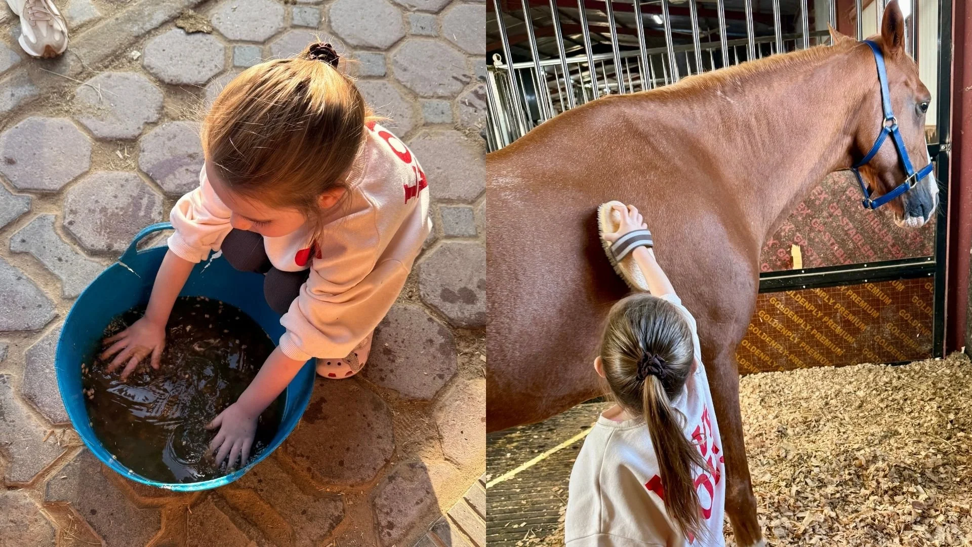 A young girl washing a horse in a stall, with a blue halter on the horse's head and a broom in her hand.