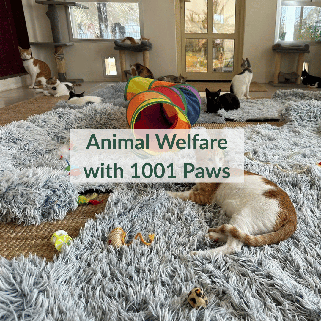 Homeschool Dubai Homeschool UAE Homeschool support Dubai Homeschool programme Dubai Homeschool curriculum UAE Homeschooling in Dubai Alternative education Dubai Personalised education Dubai Child enrichment Dubai Educational activities Dubai Learning