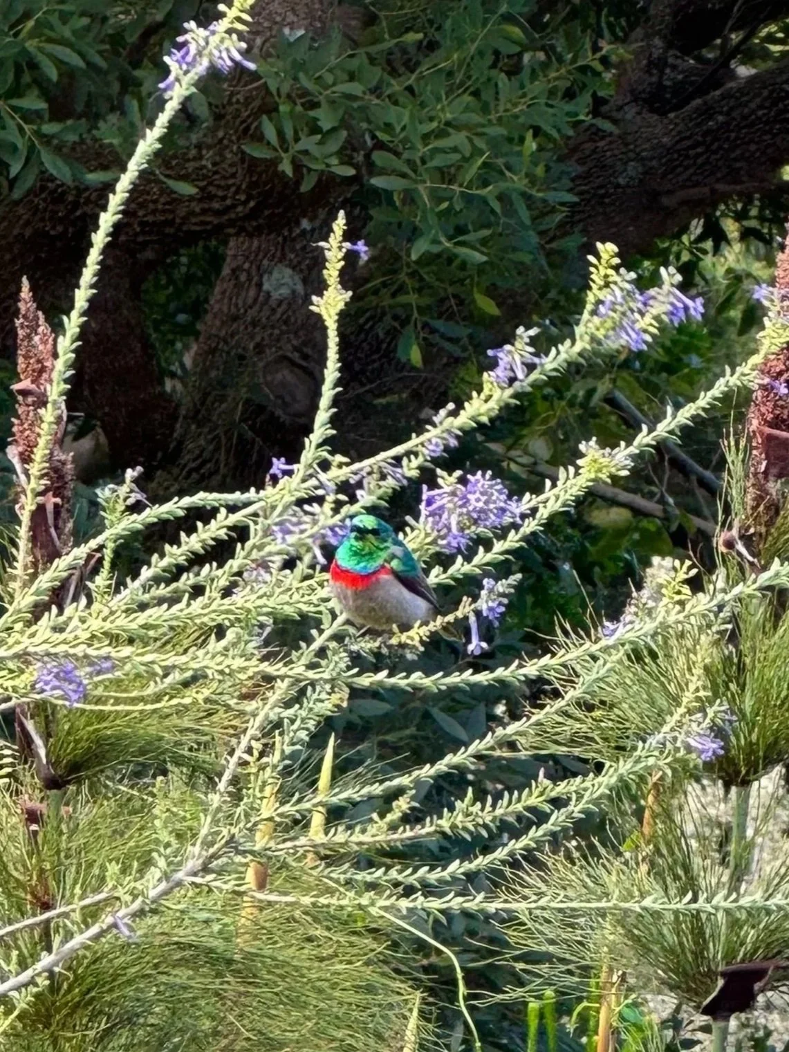 Sunbird_Kirstenbosch.jpg
