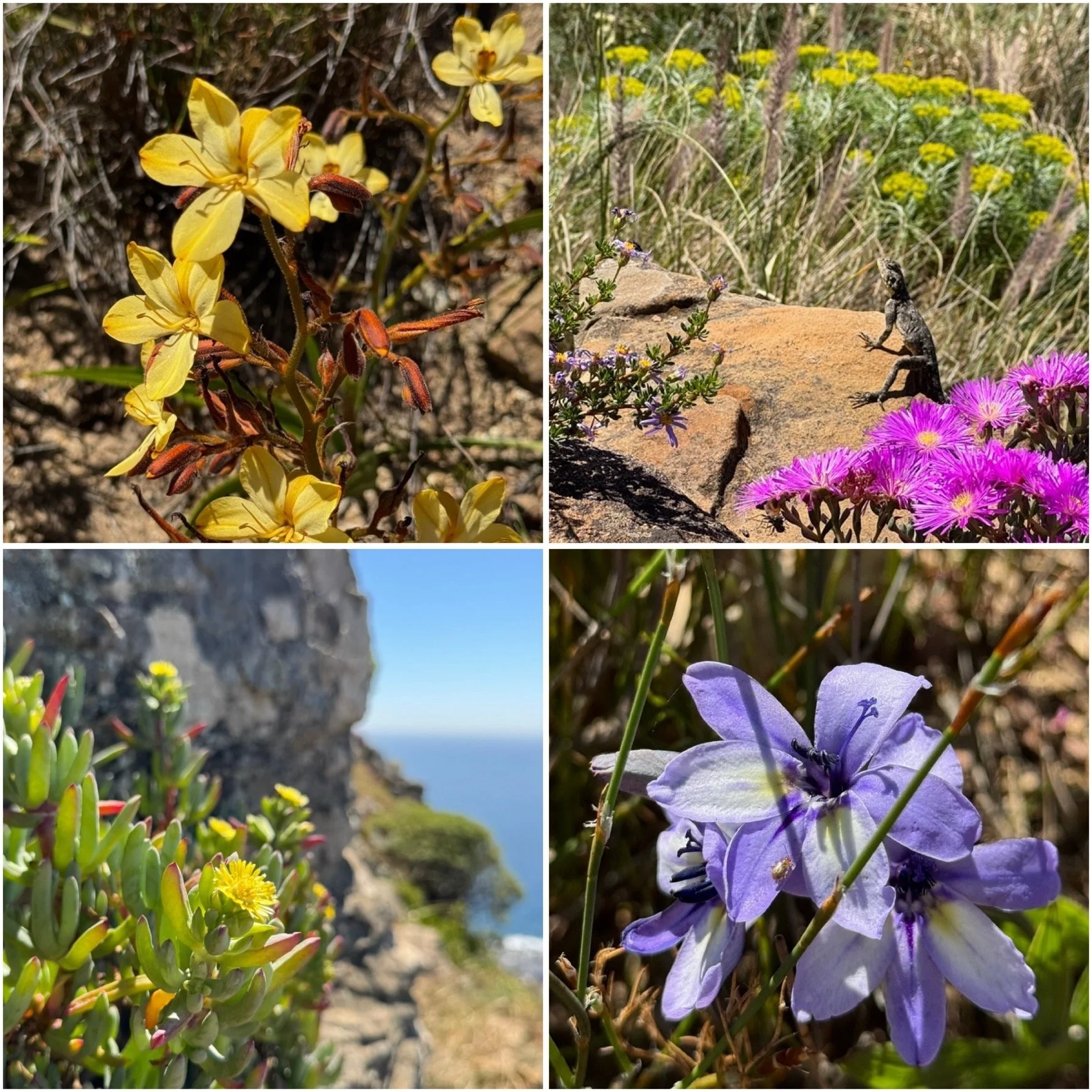 Wildflowers growing along the Lion’s Head trail