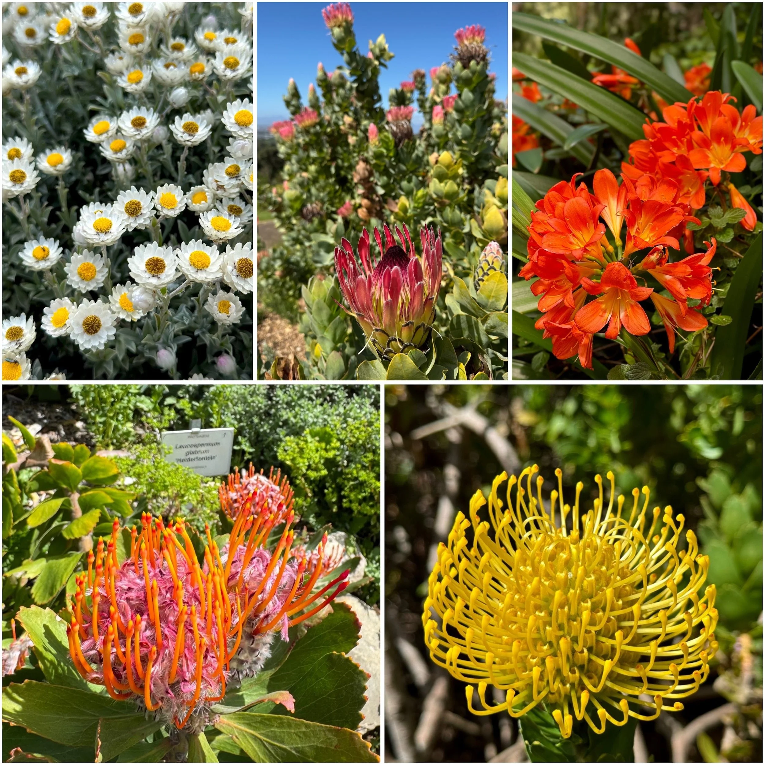 Spring flowers and proteas at Kirstenbosch Botanical Garden