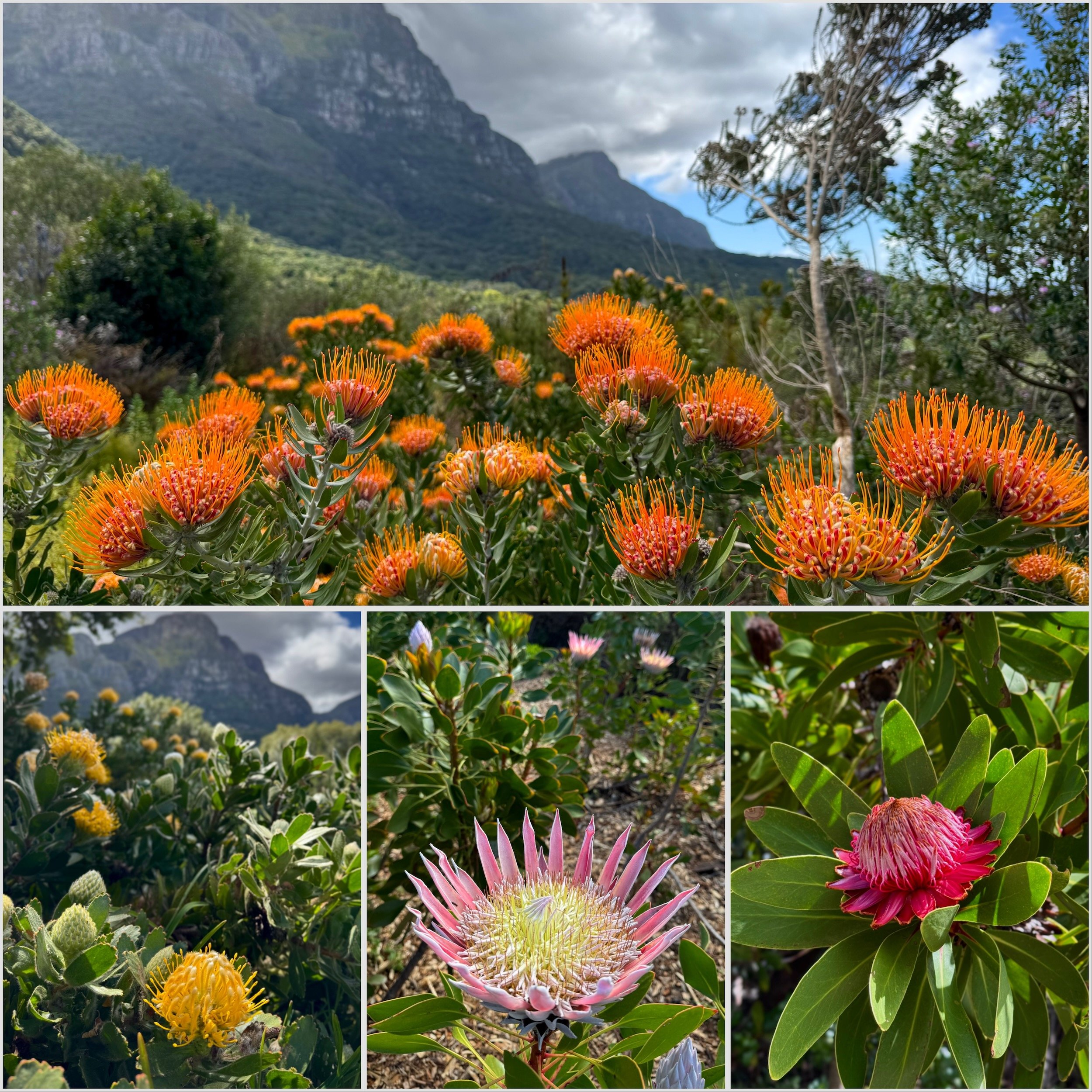 King proteas and pincushion flowers beneath Table Mountain at Kirstenbosch