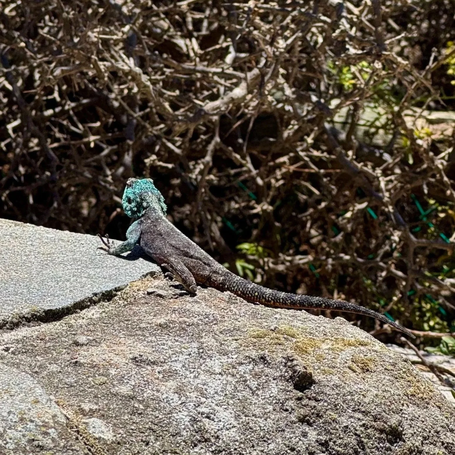Lizard resting on a rock near Barefoot Café