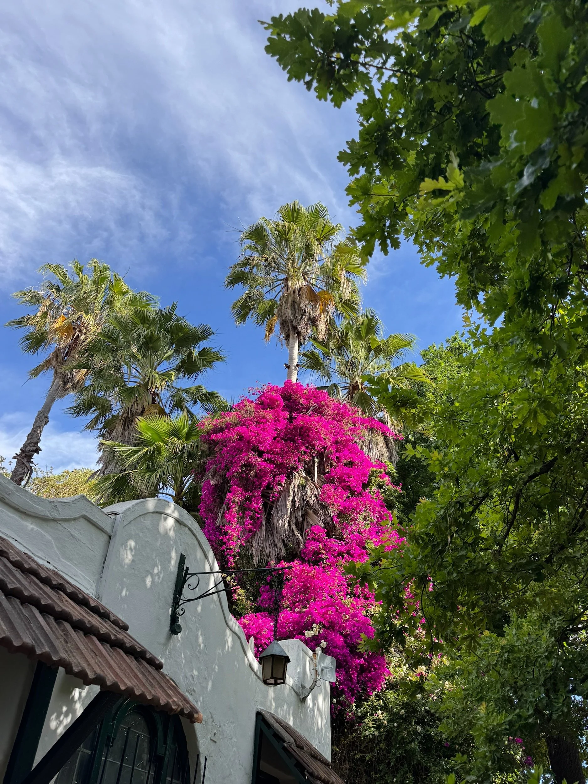 Pink Flowers and palm trees at Muratie Wine Estate